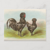 Vintage Briefkaart "Houdan Chickens" (Voorkant)