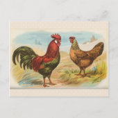 Vintage Briefkaart "Leghorn Chickens" (Voorkant)