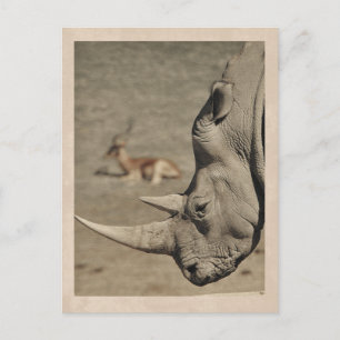 Vintage Briefkaart Rhino