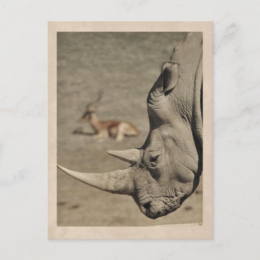 Vintage Briefkaart Rhino (Voorkant)