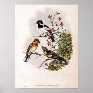 Vintage Brodie's Vliegenvanger door John Gould Poster