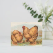 Vintage "Buff Cochin Chickens" Briefkaart (Staand voorkant)