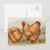 Vintage "Buff Cochin Chickens" Briefkaart (Voorkant / Achterkant)