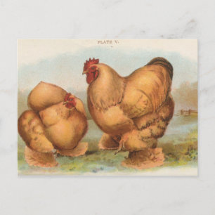 Vintage "Buff Cochin Chickens" Briefkaart