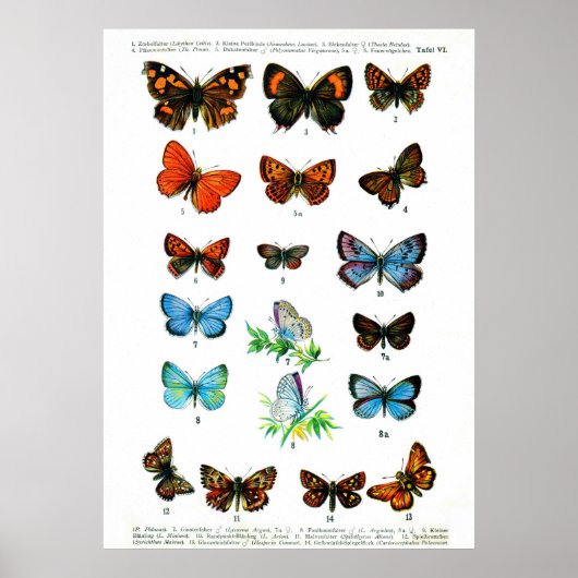 Vintage butterfies book butterfly insect print (Voorkant)