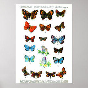 Vintage butterfies book butterfly insect print