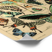 Vintage Butterflies Papillons Poster (Hoek)