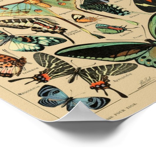 Vintage Butterflies Papillons Poster (Hoek)