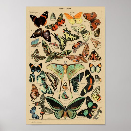 Vintage Butterflies Papillons Poster (Voorkant)