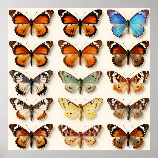 Vintage Butterfly Collection Grid Display Poster (Voorkant)
