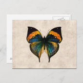 Vintage Butterfly Illustration 1800's Butterflies Briefkaart (Voorkant / Achterkant)