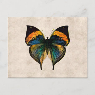 Vintage Butterfly Illustration 1800's Butterflies Briefkaart