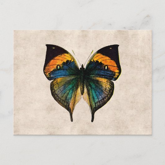 Vintage Butterfly Illustration 1800's Butterflies Briefkaart (Voorkant)