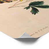 Vintage Butterfly Image Poster (Hoek)