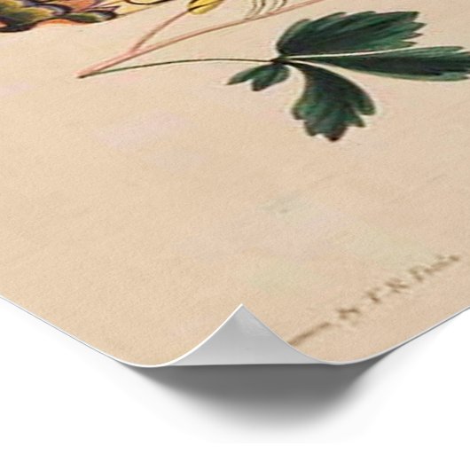 Vintage Butterfly Image Poster (Hoek)