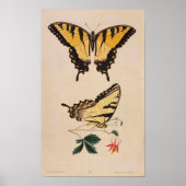 Vintage Butterfly Image Poster (Voorkant)