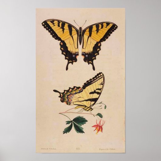 Vintage Butterfly Image Poster (Voorkant)