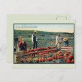 Vintage c 1900 Panassenplantage Hawaii Briefkaart (Voorkant / Achterkant)