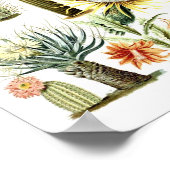 Vintage Cactus Botanical Illustration Poster (Hoek)