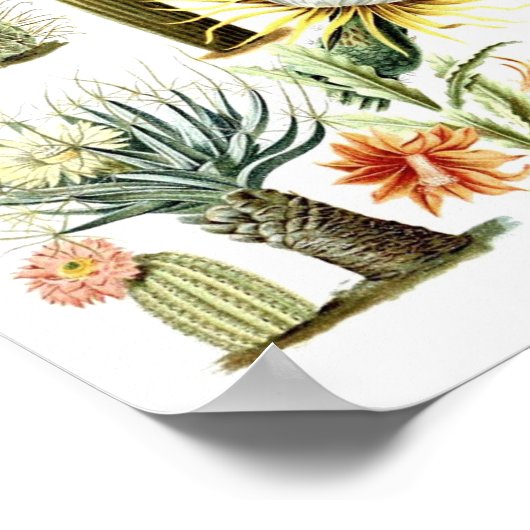 Vintage Cactus Botanical Illustration Poster (Hoek)