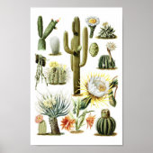 Vintage Cactus Botanical Illustration Poster (Voorkant)