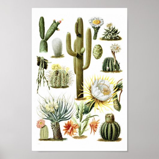 Vintage Cactus Botanical Illustration Poster (Voorkant)