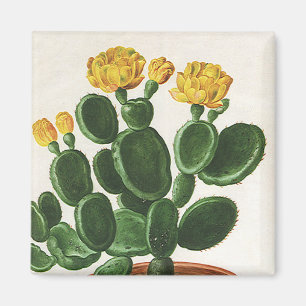 Vintage Cactusbloemen, Succulente Cactussen Plante Magneet