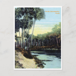 Vintage Caloosahatchee Briefkaart