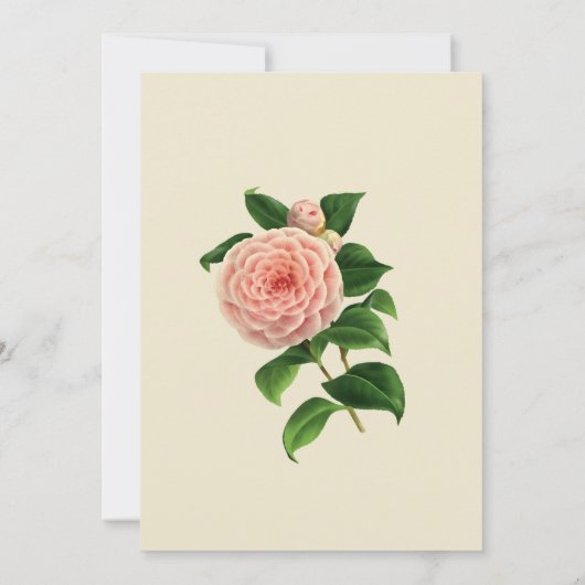 Vintage Camellia Botanisch Kaart (Achterkant)