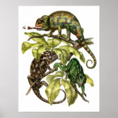 Vintage Chameleon Lizard Poster (Voorkant)