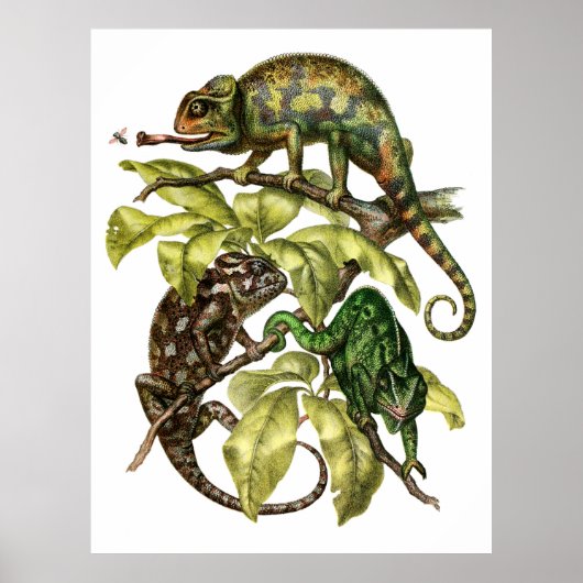 Vintage Chameleon Lizard Poster (Voorkant)