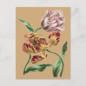 Vintage Chic 18e-eeuwse botanische tulp kunst Briefkaart (Voorkant)
