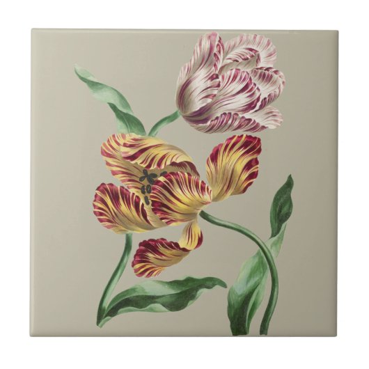 Vintage Chic 18e-eeuwse botanische tulp kunst Tegeltje (Voorkant)