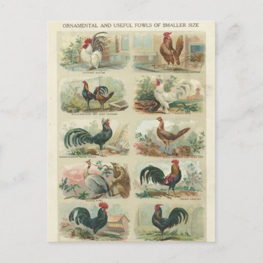 Vintage Chickens — Ornamental Fowls Postcard Briefkaart (Voorkant)