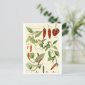 Vintage  chillies illustratie briefkaart recept ca (Staand voorkant)