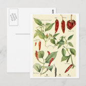 Vintage  chillies illustratie briefkaart recept ca (Voorkant / Achterkant)
