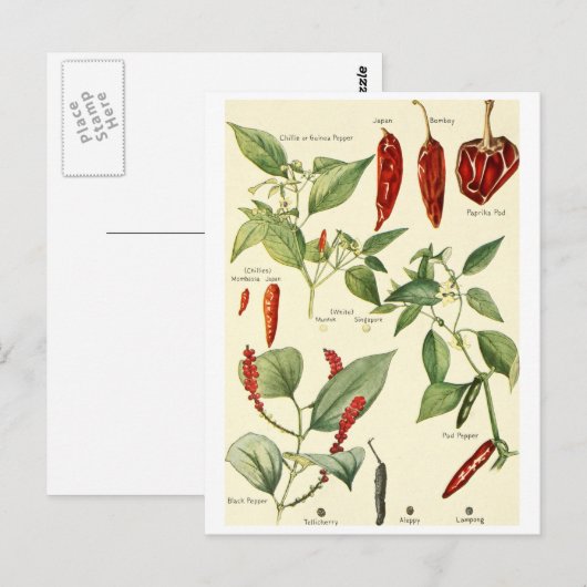 Vintage  chillies illustratie briefkaart recept ca (Voorkant / Achterkant)