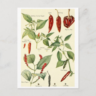Vintage chillies illustratie briefkaart recept ca