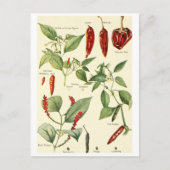 Vintage chillies illustratie briefkaart recept ca (Voorkant)