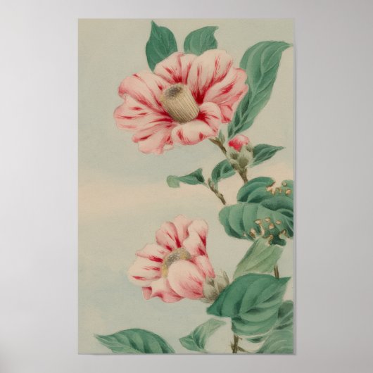 VINTAGE CHRYSANTHEMUM BOTANISCHE BLOEM POSTER (Voorkant)