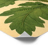 Vintage Chrysanthemum on Weathered Paper Poster (Hoek)