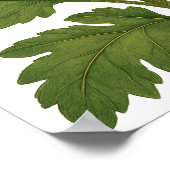 Vintage Chrysanthemum Poster (Hoek)