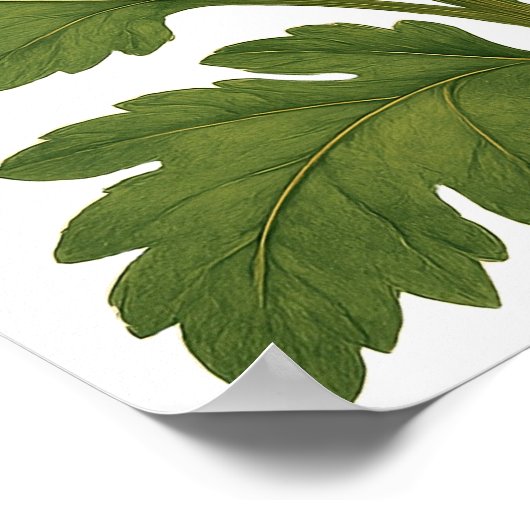 Vintage Chrysanthemum Poster (Hoek)