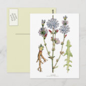 Vintage cichorei botanisch briefkaart (Voorkant / Achterkant)