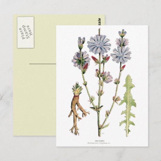 Vintage cichorei botanisch briefkaart (Voorkant / Achterkant)