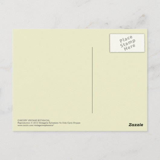 Vintage cichorei botanisch briefkaart (Achterkant)