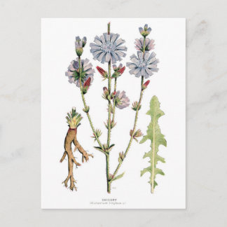 Vintage cichorei botanisch briefkaart