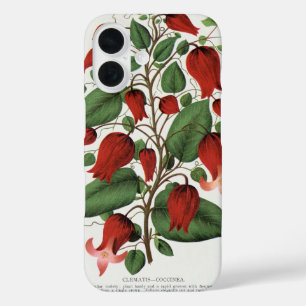 Vintage Clematis Coccinea Rode Bloemkunst iPhone 16 Hoesje