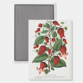 Vintage Clematis Coccinea Rode Bloemkunst Magneet (Voorkant / Achterkant)
