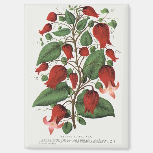 Vintage Clematis Coccinea Rode Bloemkunst Magneet (Voorkant)